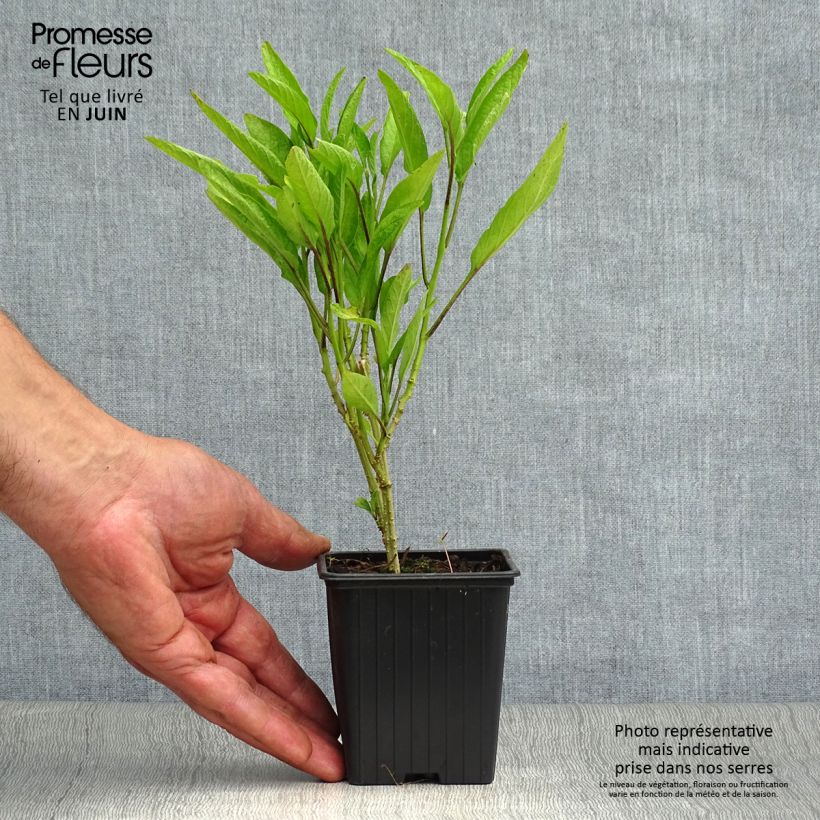 Spécimen de Melon Poire - Pépino - Solanum muricatum Godet de 7/8 cm tel que livré en été