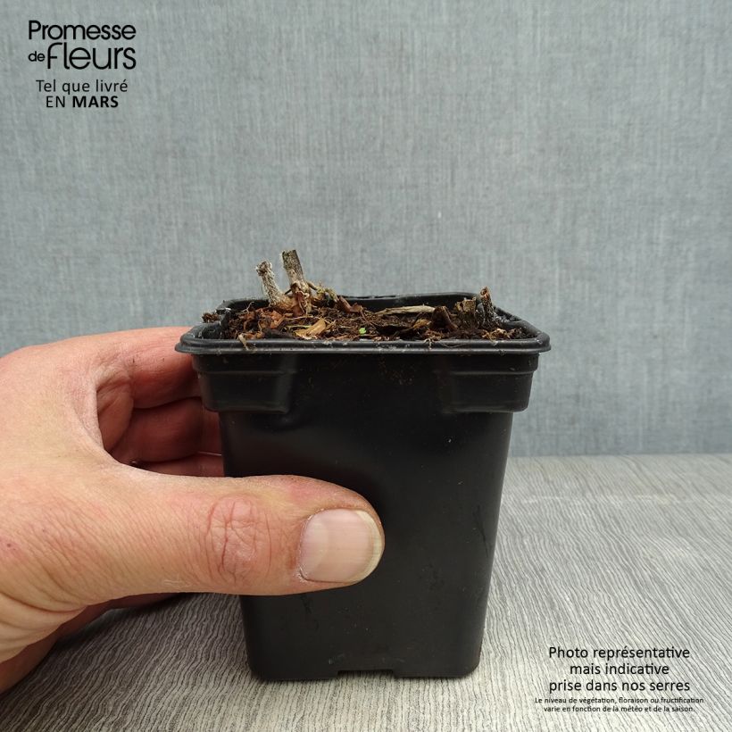 Spécimen de Poire de terre BIO - Yacon Godet de 8 cm tel que livré au printemps