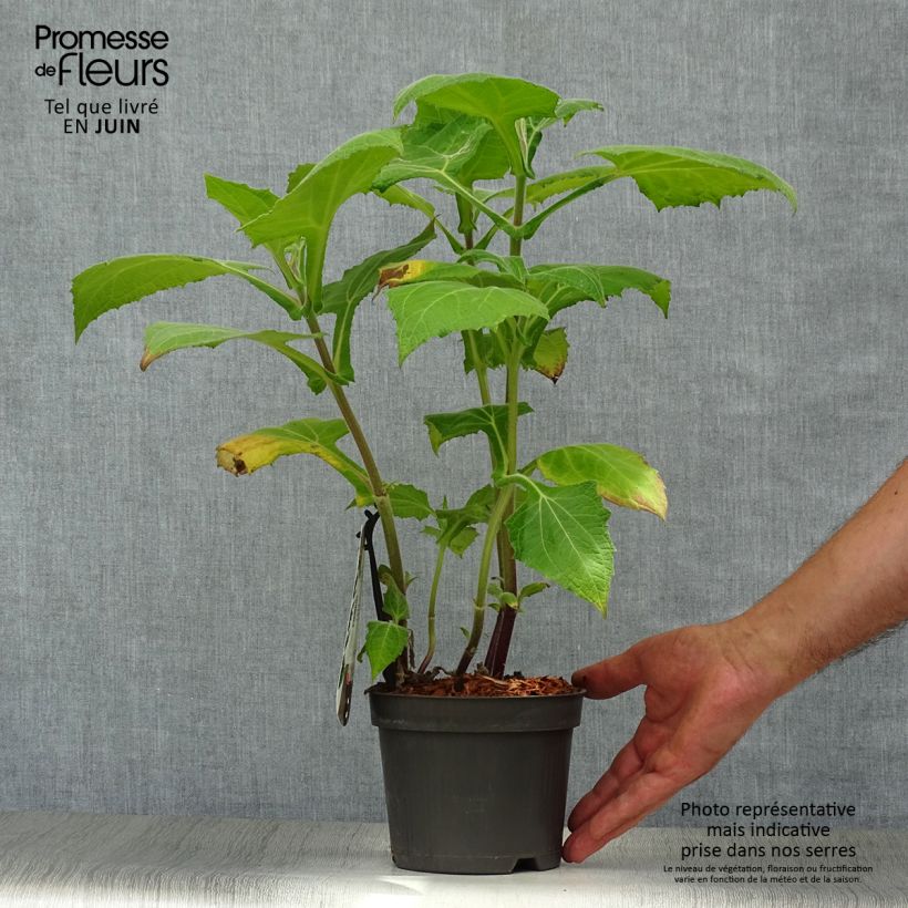 Spécimen de Poire de terre Morado - Smallanthus sonchifolius Pot de 1,5L/2L tel que livré en été