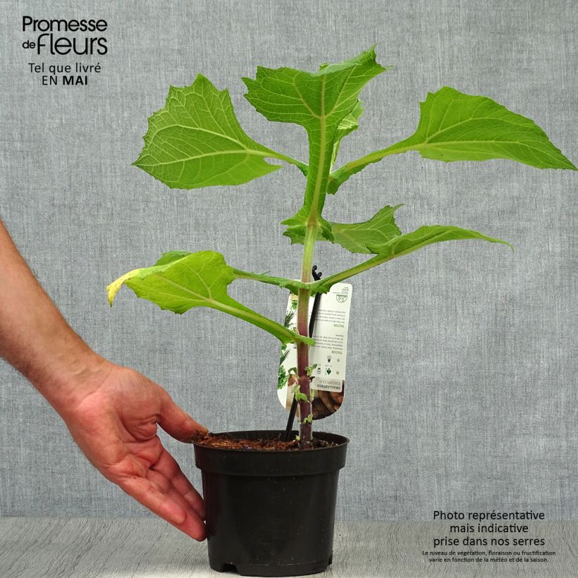 Spécimen de Poire de terre ou Yacón - Smallanthus sonchifolius Pot de 1,5L/2L tel que livré au printemps