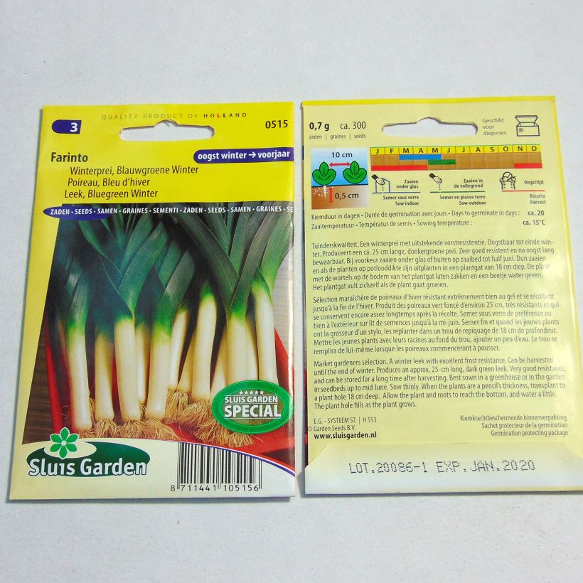 Exemple de spécimen de Poireau Bleu d’hiver Farinto - Allium porrum Graines tel que livré