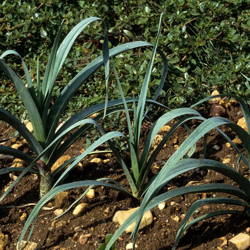 Poireau Bleu de Solaise - Allium porrum (Port)