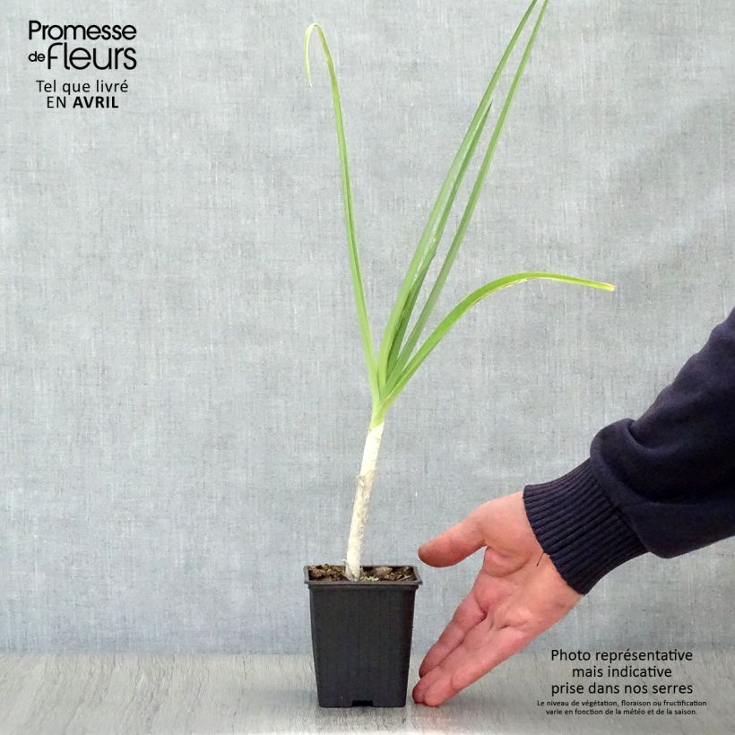Spécimen de Poireau perpétuel des vignes BIO - Allium ampeloprasum - Poireau vivace tel que livré en printemps