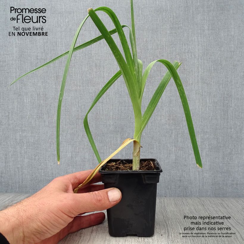 Spécimen de Poireau perpétuel des vignes BIO - Allium ampeloprasum - Poireau vivace Godet de 7/8 cm tel que livré en automne