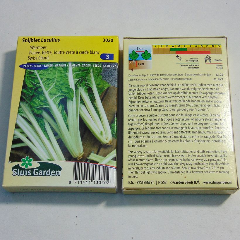 Exemple de spécimen de Poirée verte à carde blanche Lucullus - Blette - Beta vulgaris Graines tel que livré