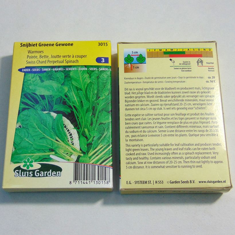 Exemple de spécimen de Poirée verte à couper Groene Gewone - Blette - Beta vulgaris Graines tel que livré