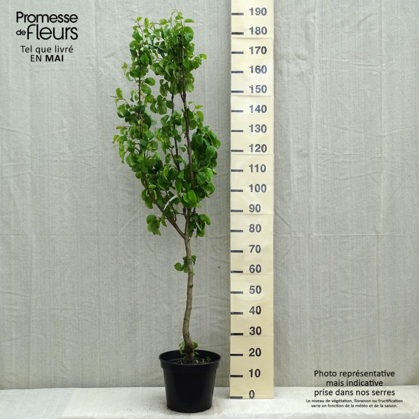 Spécimen de Poirier Beurre Giffard Gobelet en pot de 7,5l/10l tel que livré au printemps