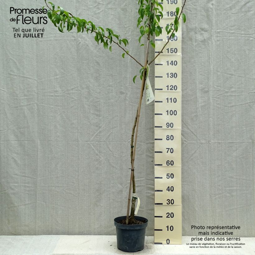 Spécimen de Poirier Charneux - Legipont Pot de 7,5L/10L, Demi-Tige tel que livré en été