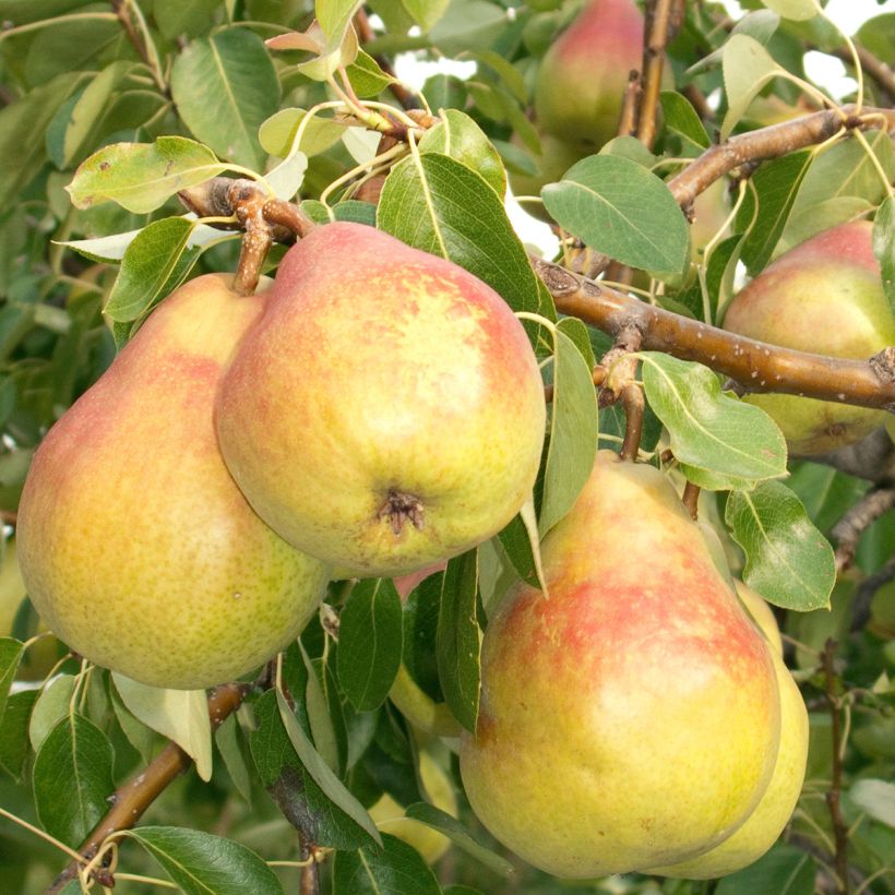 Poirier Clapp’s Favorite - Fruhe Clapps (Récolte)