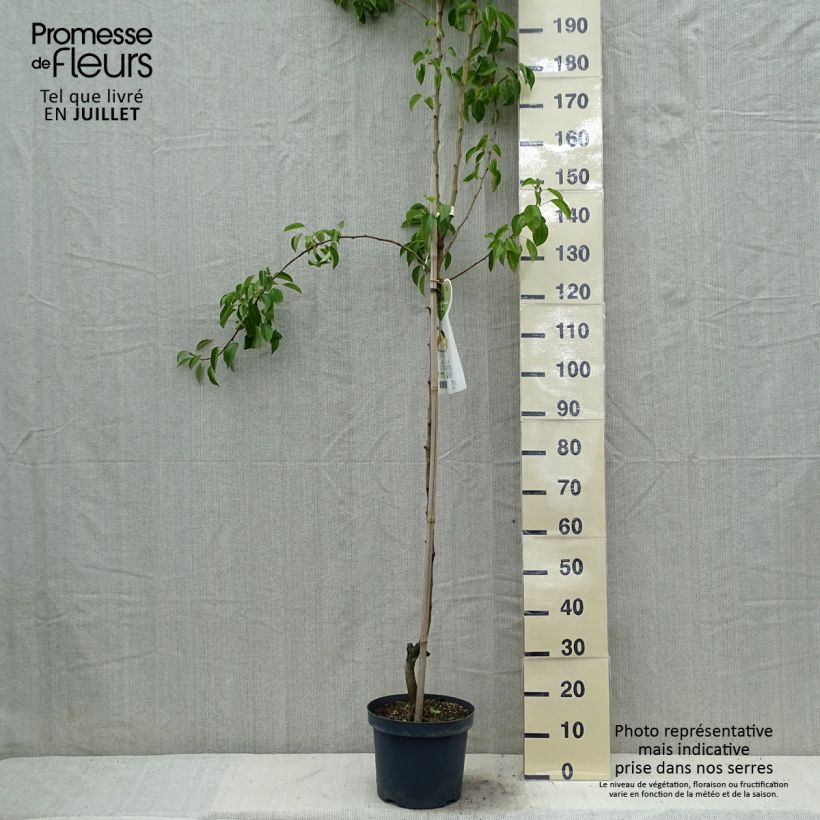 Spécimen de Poirier Clapp’s Favorite - Fruhe Clapps Pot de 7,5L/10L, Demi-Tige tel que livré en été