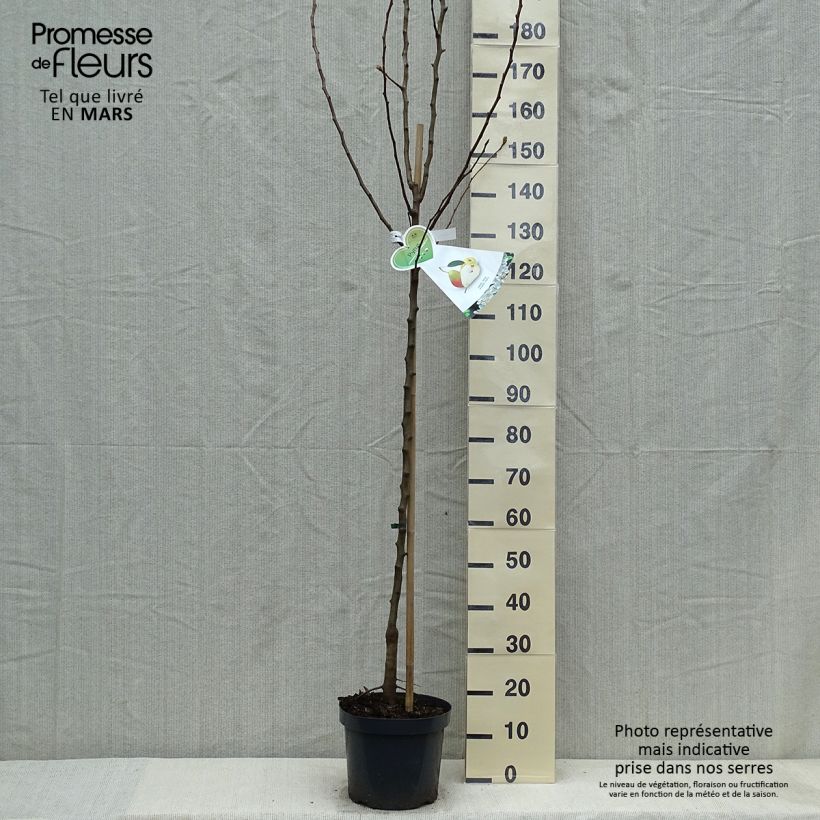 Spécimen de Poirier Clapp’s Favorite - Fruhe Clapps Pot de 7,5L/10L, Demi-TigeHauteur livrée env. 200/220cm tel que livré au printemps