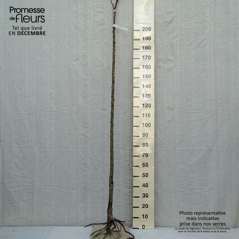 Spécimen de Poirier Clapp’s Favorite - Fruhe Clapps Grandes Racines nues, Haute-TigeHauteur livrée env. 250cm tel que livré en hiver