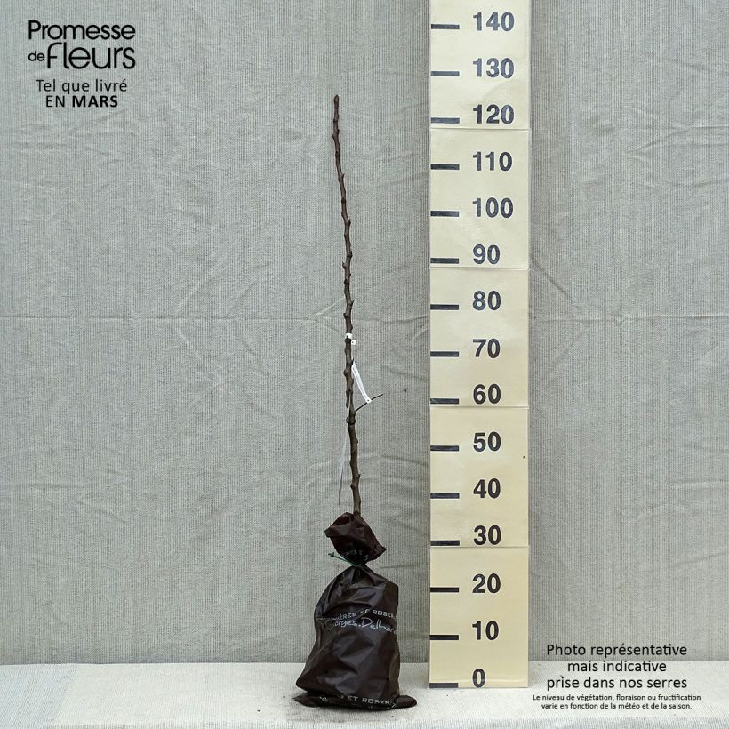 Spécimen de Poirier Comtesse de Paris - Georges Delbard Motte "Prêt-à-planter", ScionHauteur livrée env. 130/+cm tel que livré au printemps