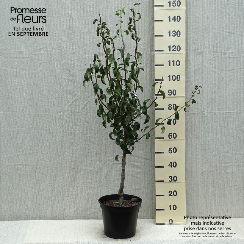 Spécimen de Poirier Comtesse de Paris - Georges Delbard Pot de 7,5L/10L, Scion, GobeletHauteur livrée env. 130/150cm tel que livré en été