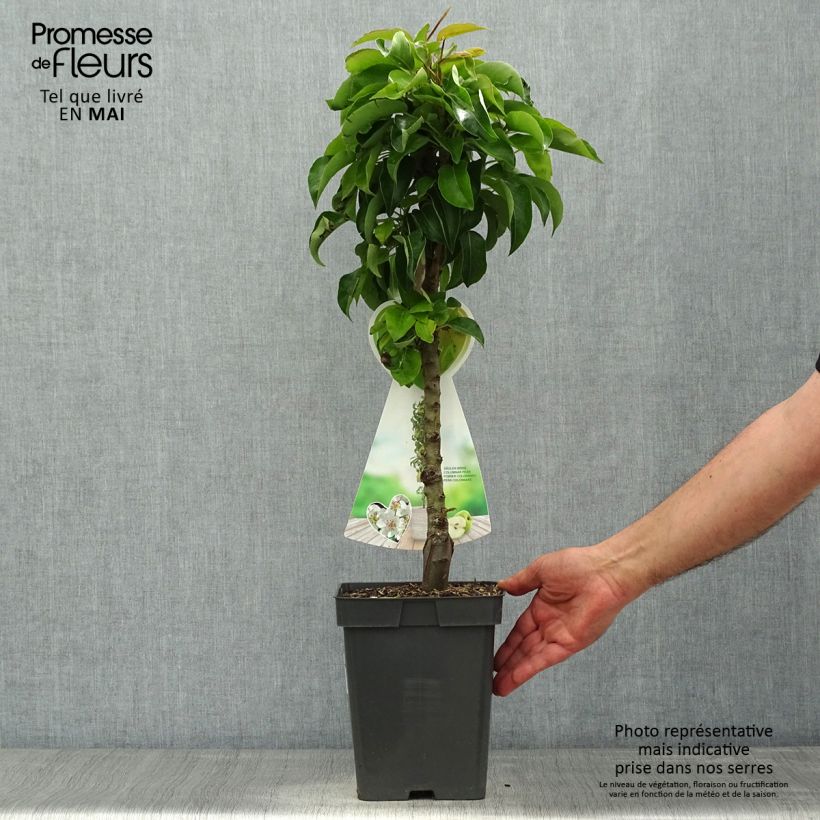 Spécimen de Poirier nain Condo Pot de 4L/5L, NainHauteur livrée env. 180/200cm tel que livré au printemps