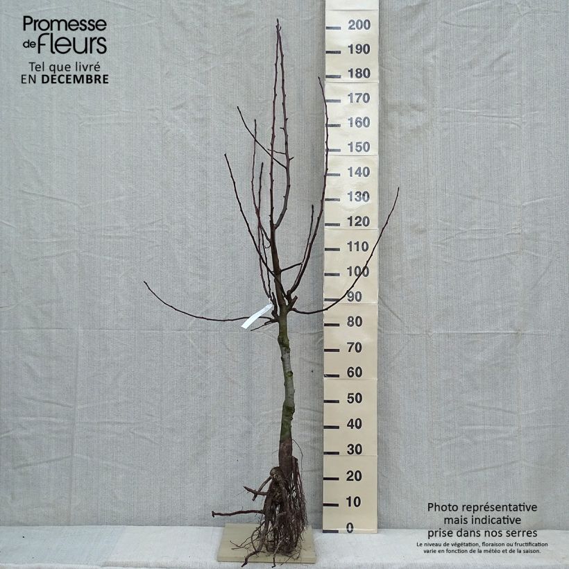 Spécimen de Poirier Dubbele Philip - Beurre de Mérode Grandes Racines nues, GobeletHauteur livrée env. 140/160cm tel que livré en hiver
