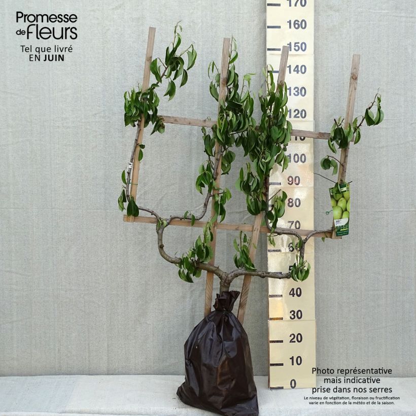 Spécimen de Poirier Fertilia Delbard Delwilmor Palmette double U en motte pret-a-planter tel que livré au printemps