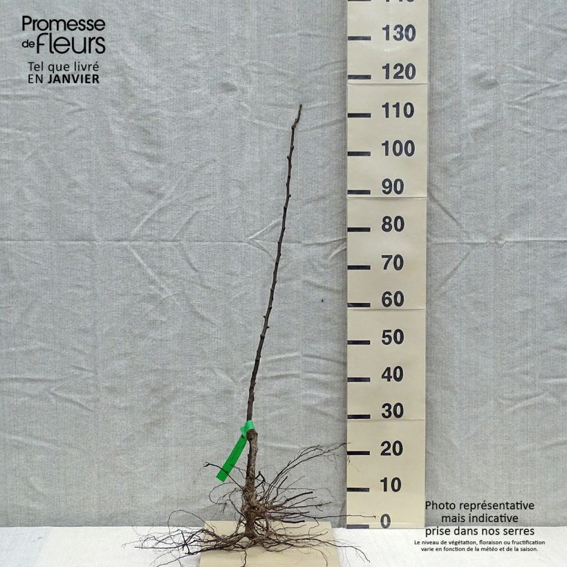 Spécimen de Poirier Jeanne d’Arc - Pyrus communis Grandes Racines nues, Scion, Bio ABHauteur livrée env. 90/120cm tel que livré en hiver