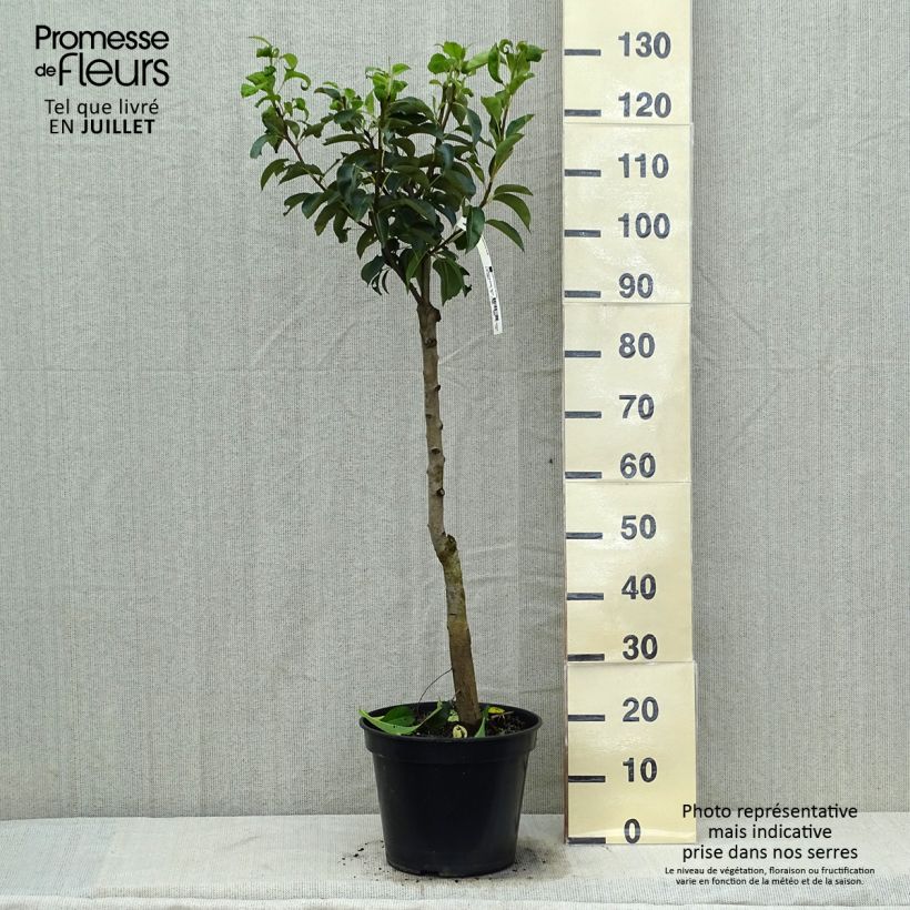 Spécimen de Poirier Jules Guyot Pot de 7,5L/10L, Gobelet tel que livré en été
