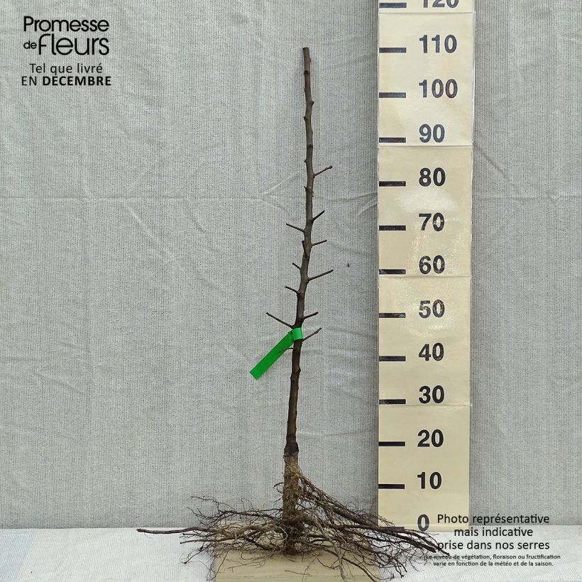 Spécimen de Poirier General Leclerc - Pyrus communis Grandes Racines nues, Scion, Bio ABHauteur livrée env. 90/120cm tel que livré en hiver