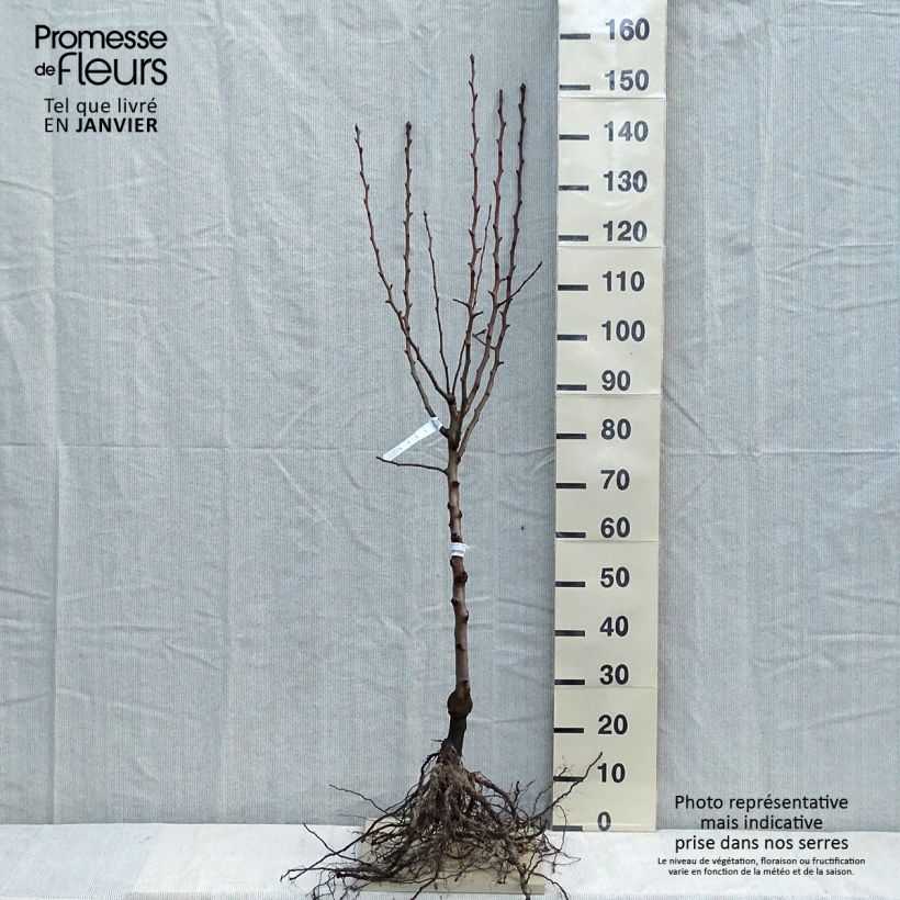 Spécimen de Poirier Super Comice Delbard - Georges Delbard Grandes Racines nues, GobeletHauteur livrée env. 140/160cm tel que livré en hiver