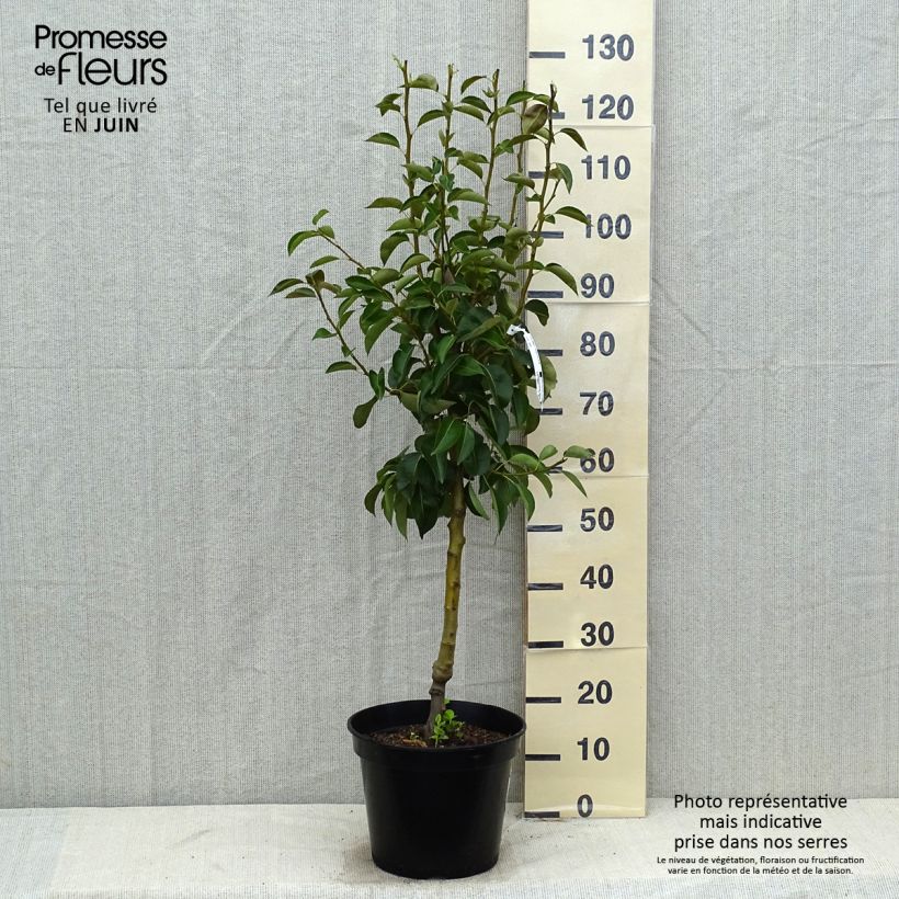 Spécimen de Poirier William's Bon Chrétien Pot de 7,5L/10L, Gobelet tel que livré en été