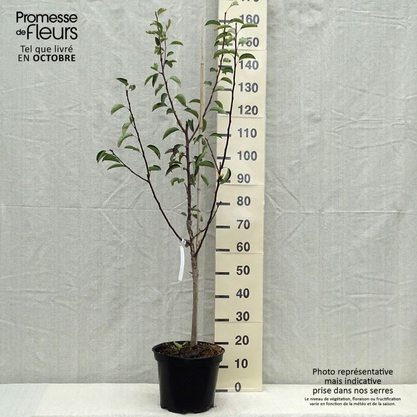 Spécimen de Poirier William's Rouge Pot de 7,5L/10L, Gobelet tel que livré en automne