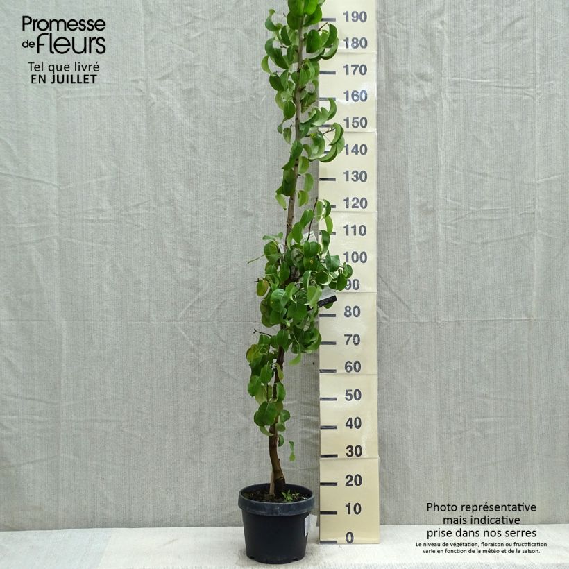 Spécimen de Poirier colonnaire Londres - Pyrus communis Pot de 7,5L/10L, Colonnaire tel que livré en été