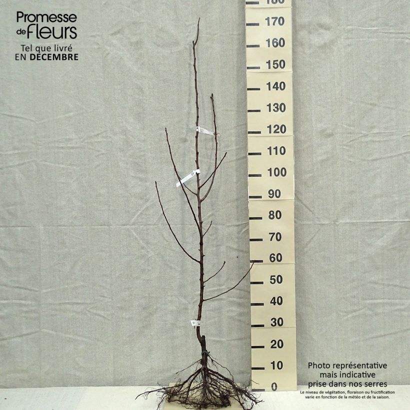 Spécimen de Poirier Fertilia Delbard Delwilmor Scion en racines nues tel que livré en hiver