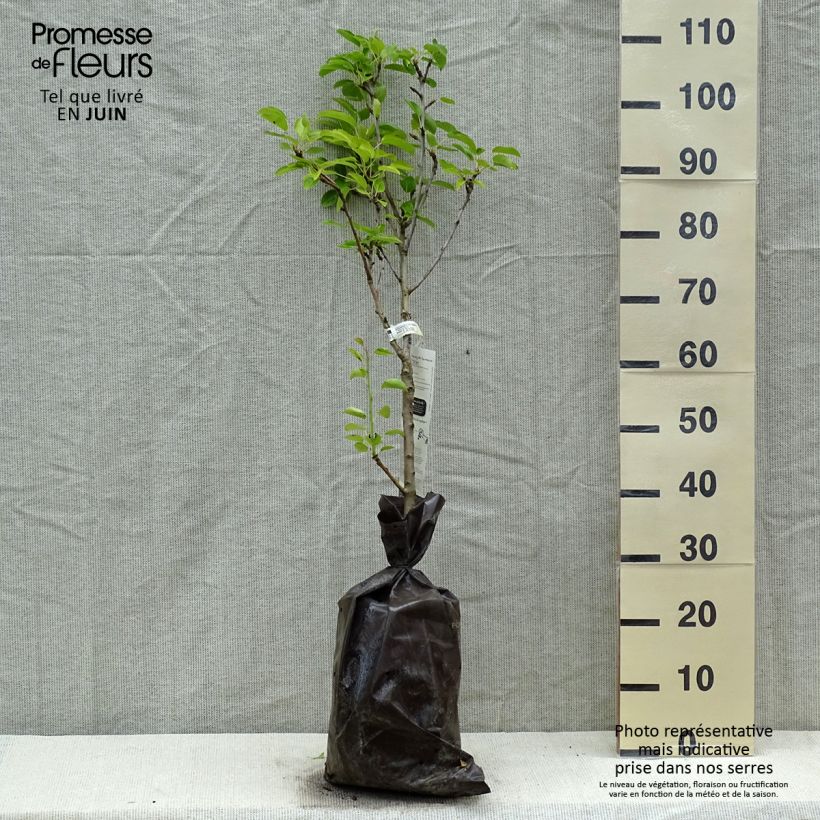 Spécimen de Poirier nain Delbard d'Automne - Georges Delbard Motte "Prêt-à-planter", 1/4 de tigeHauteur livrée env. 110+cm tel que livré au printemps