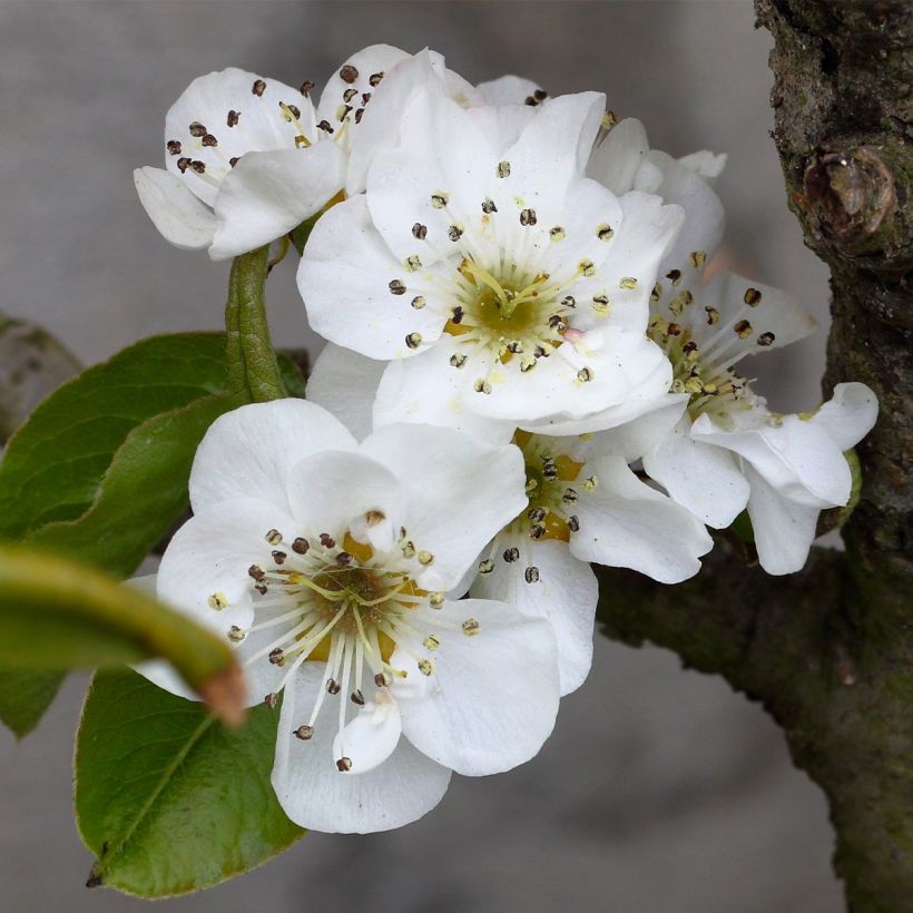 Poirier nain Fruit Me Pear Me William Bon-Chrétien (Floraison)