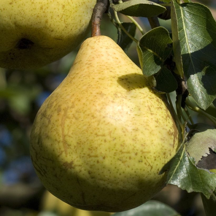 Poirier nain Fruit Me Pear Me William Bon-Chrétien (Récolte)