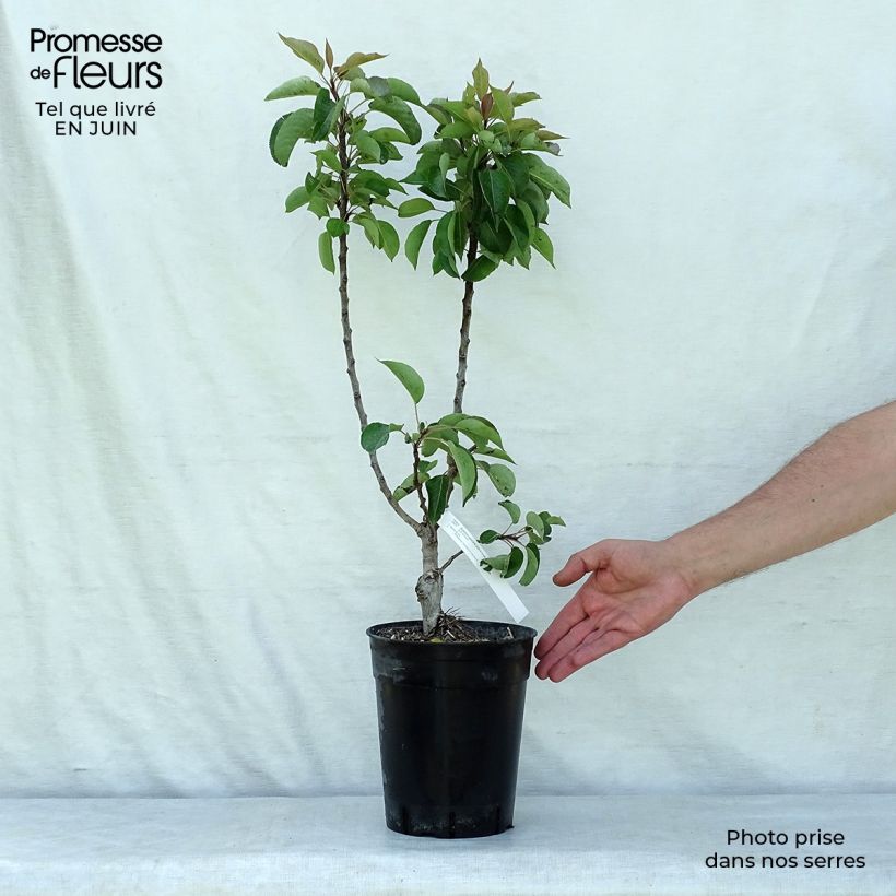 Spécimen de Poirier nain Garden Gem Pot de 6L/7L, Nain tel que livré en été