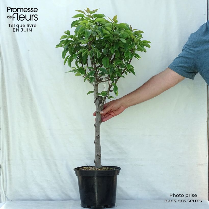 Spécimen de Poirier nain Garden Pearl Pot de 6L/7L, Nain, Tige de 40 cm tel que livré en été
