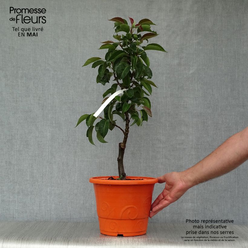 Spécimen de Poirier nain Garden Pearl en pot de 6L/7L tel que livré au printemps