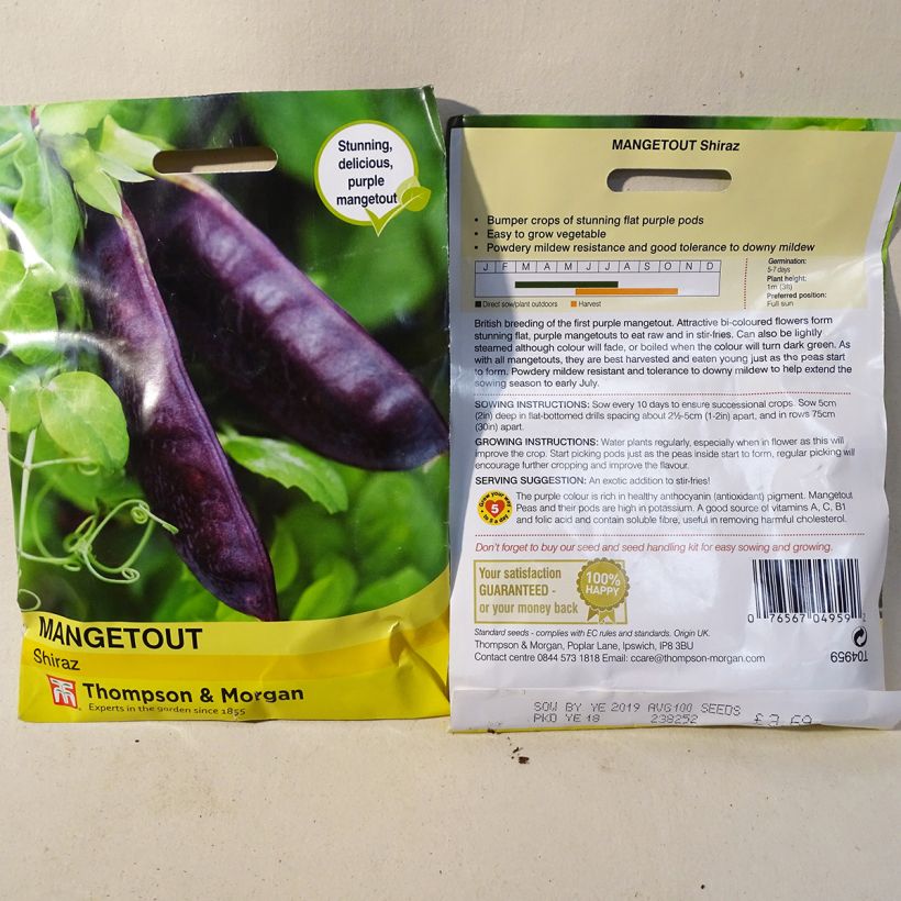 Exemple de spécimen de Pois à rames Shiraz mangetout - Pisum sativum Graines tel que livré