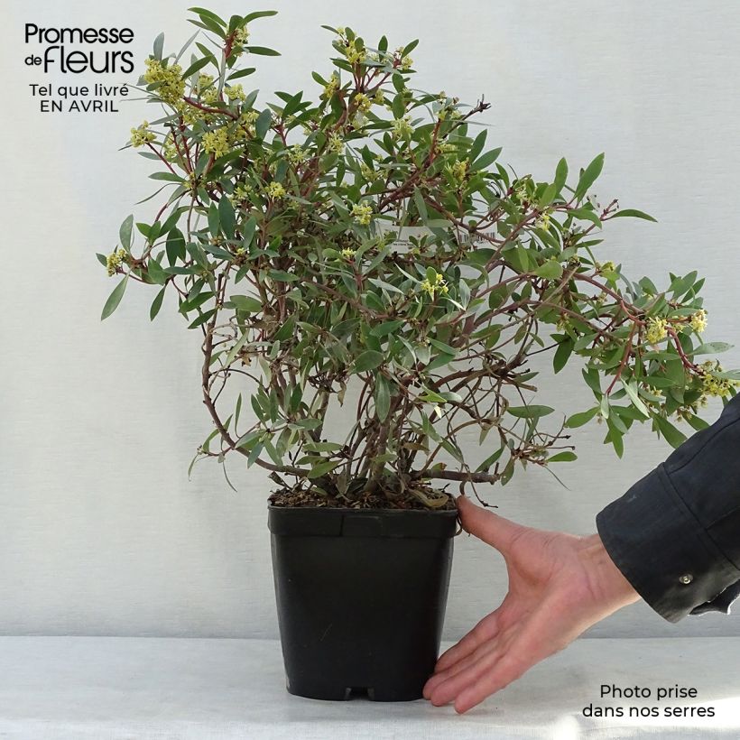 Spécimen de Poivre de Tasmanie - Drimys aromatica Pot de 2L/3L tel que livré au printemps