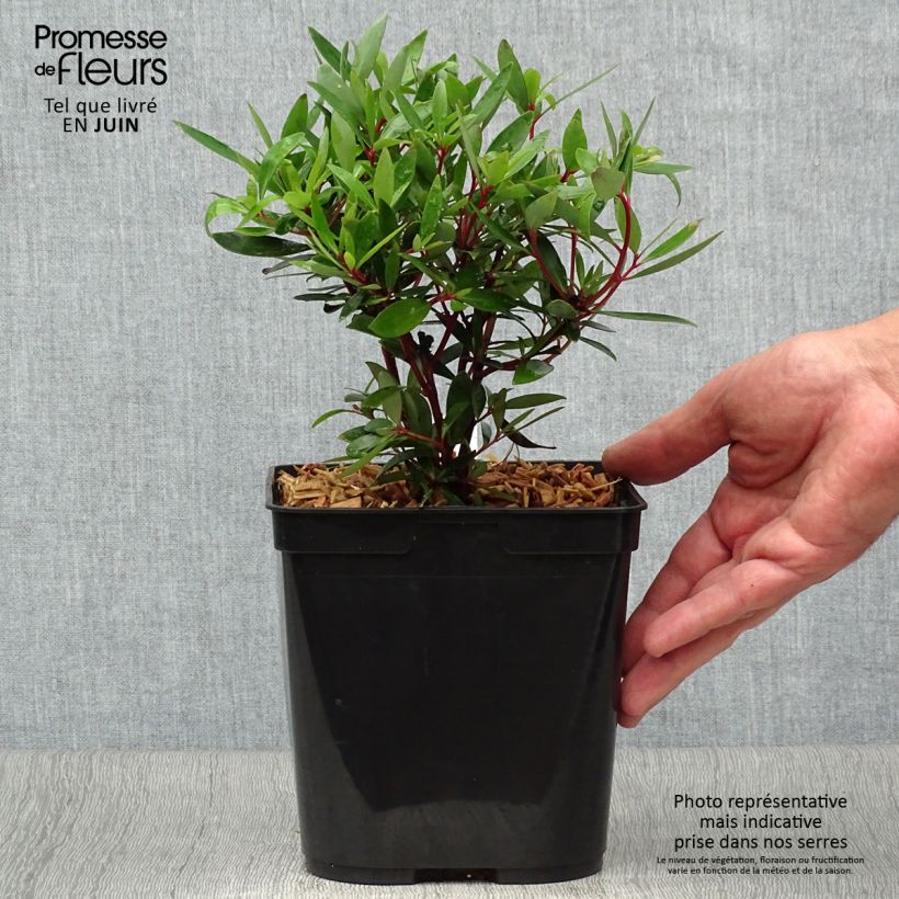 Spécimen de Poivre de Tasmanie - Drimys aromatica Pot de 2L/3L tel que livré en été