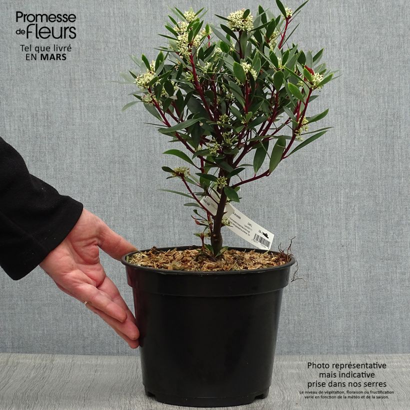 Spécimen de Poivre de Tasmanie - Drimys aromatica - en pot de 4L/5L tel que livré au printemps