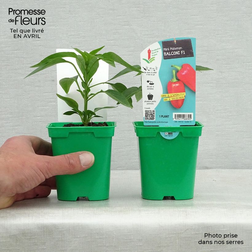 Spécimen de Poivron Balconi (mini) F1 en plants tel que livré au printemps