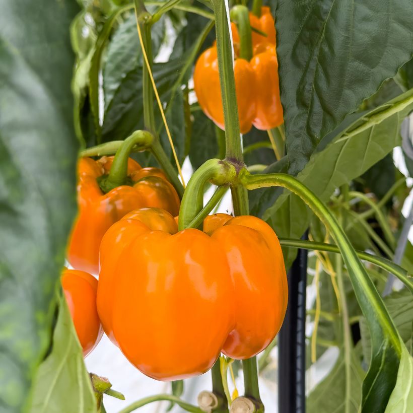 Poivron Golden Calwonder - Piment à saveur douce (Récolte)