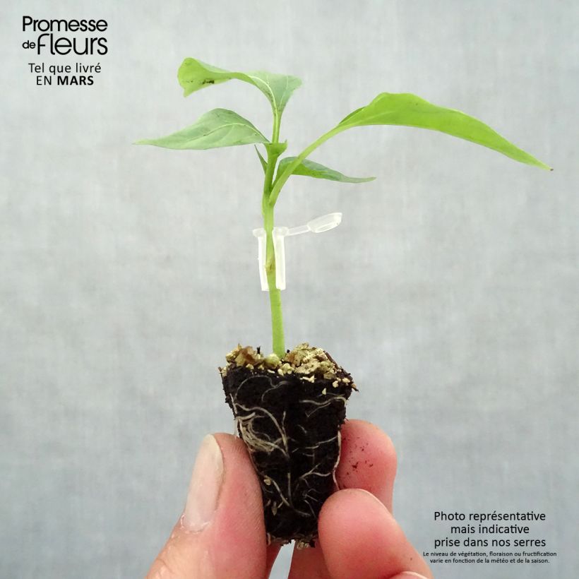 Spécimen de Poivron rouge Lamuyo F1 GREFFE en plants Mini-motte Ø 3/4 cm, Plant greffé de 5 à 10 cm de hauteur tel que livré au printemps