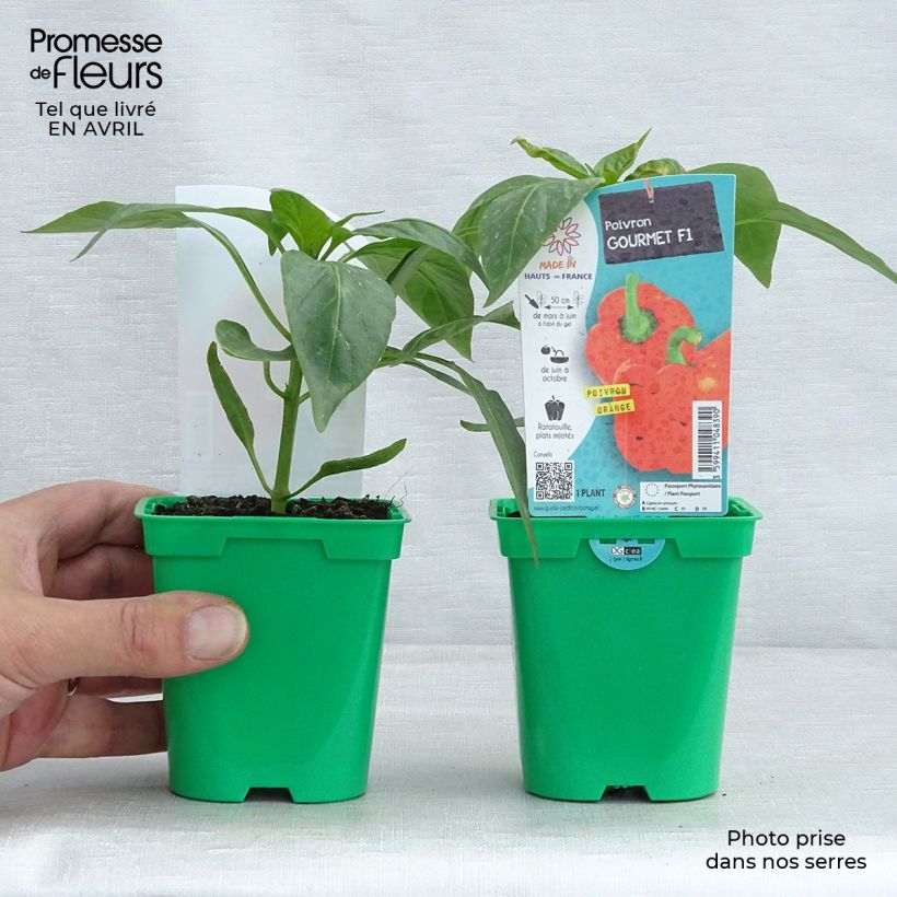 Spécimen de Poivron Orange Gourmet F1 Pot de 10 cm/11cm tel que livré au printemps