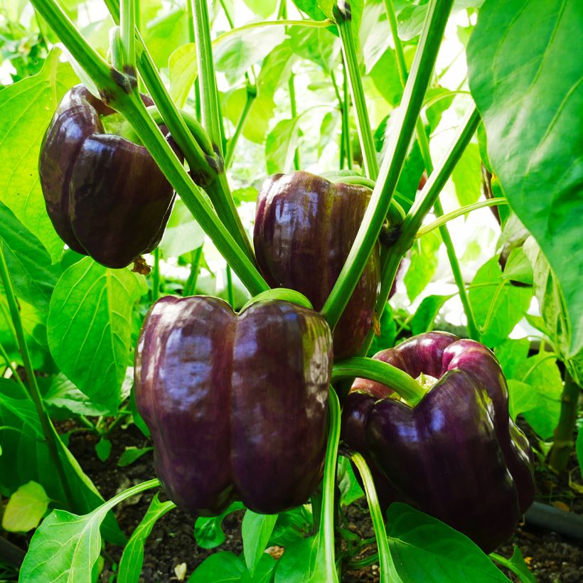 Poivron Purple Bell (Port)