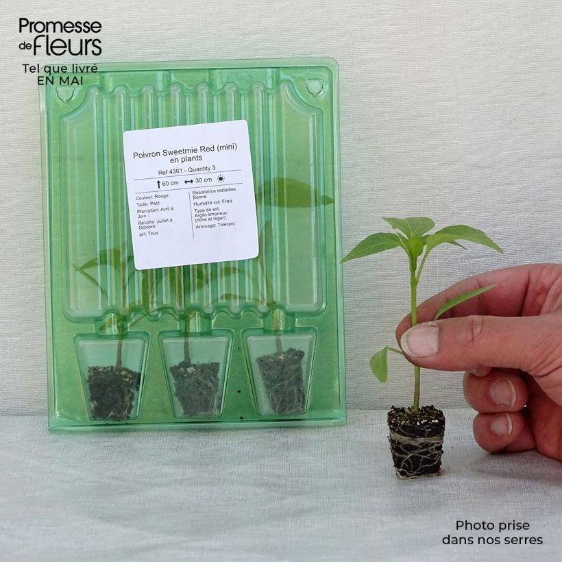 Spécimen de Poivron Sweetmie Red en plants Mini-motte Ø 3/4 cm, Plant vert de 5 à 10 cm de hauteur tel que livré au printemps