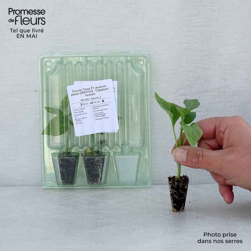 Spécimen de Poivron Tenor F1 jaune en plants GREFFES - Capsicum annuum Mini-motte 3 cm tel que livré au printemps