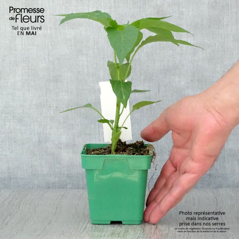 Spécimen de Poivron Terrazzi hybride F1 en plant tel que livré au printemps