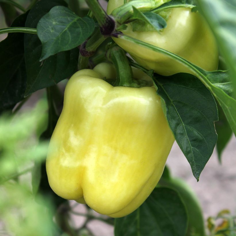 Poivron White Bell (Récolte)
