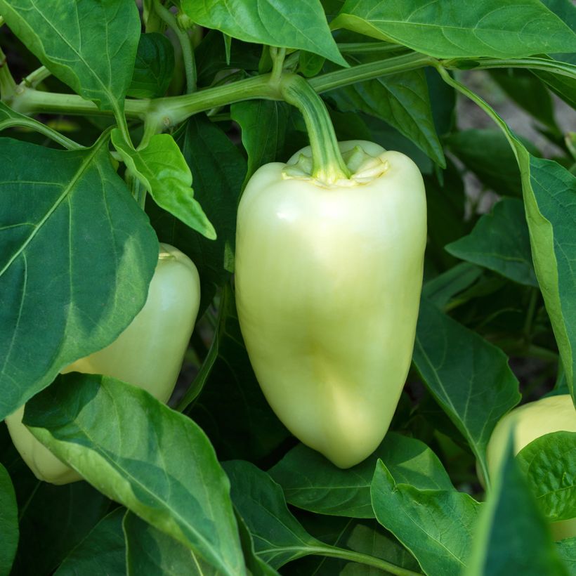 Poivron White Bell (Port)