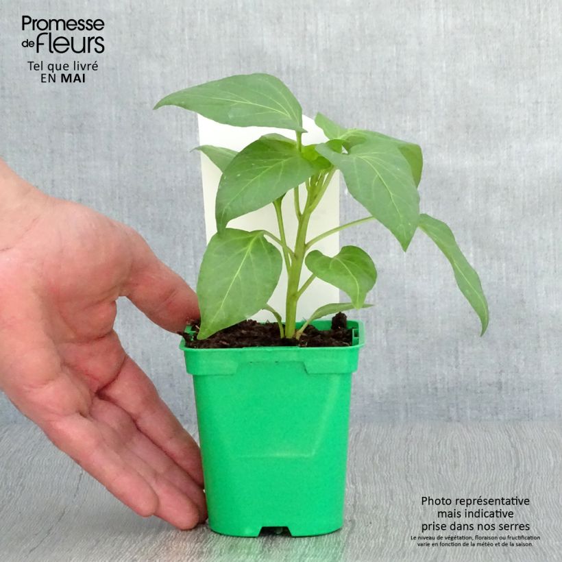 Spécimen de Poivron blanc Bellkaro F1 en plants  tel que livré au printemps